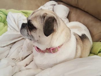 Close-up of dog relaxing on bed at home