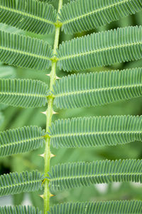 Full frame shot of plants