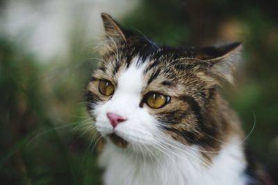 Close-up portrait of a cat looking away