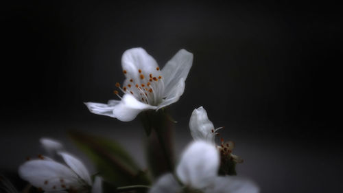 Close-up of white flowers blooming outdoors