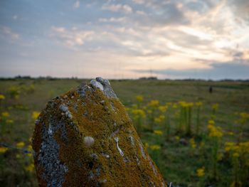 Close-up of lichen on land against sky