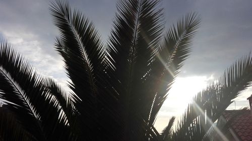 Low angle view of trees against sky during sunset