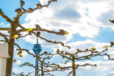 Low angle view of tree against sky