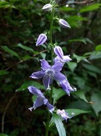 Close-up of purple flowers