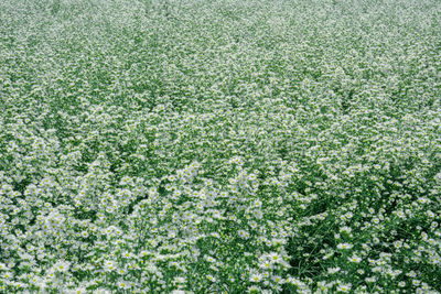 Full frame shot of fresh white flowering plants on field