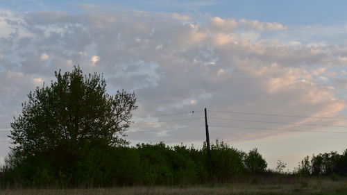 Trees on field against sky during sunset