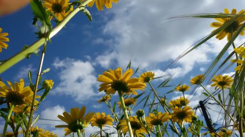 Low angle view of sunflower