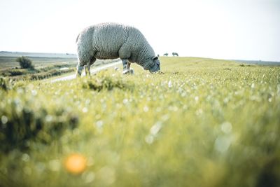 Sheep in a field