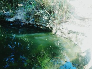 Reflection of trees in water