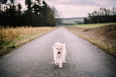 Dog walking on road amidst field