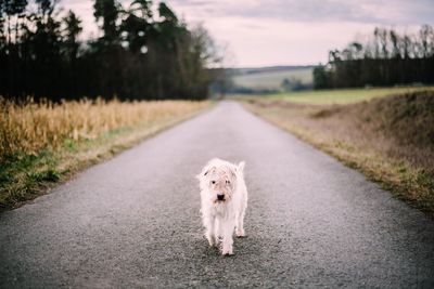 Road passing through field