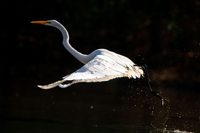 Bird flying over lake