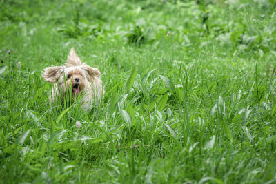 Puppy sitting on field