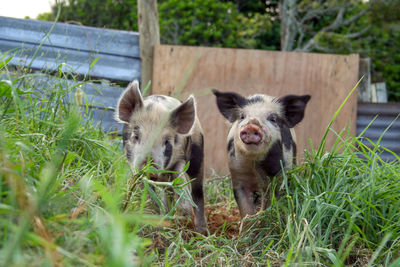 Two piglets foraging in the mud in their pen. new plymouth, new zealand.