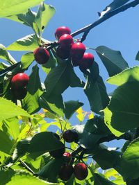 Close-up of red berries growing on tree