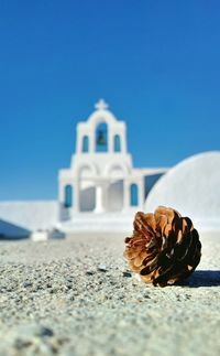 Nature theories- close-up of pine cone against clear blue sky