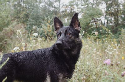 Portrait of black dog looking away