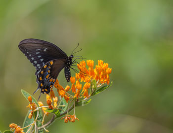 Full frame view of black butterfly on orange flowers with green background