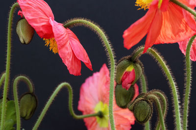 Close-up of red flowering plant