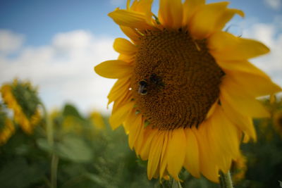 Close-up of honey bee on sunflower