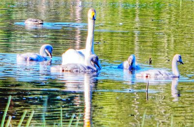 Birds swimming in lake