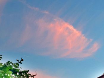 Low angle view of plants against cloudy sky