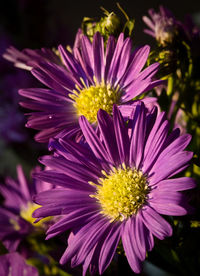 Close-up of purple flower