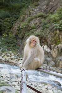 Monkey on snow