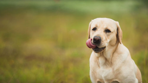 Close-up portrait of a dog on field