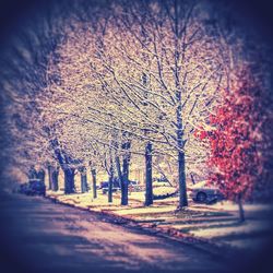 Road passing through forest