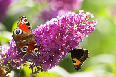 Close-up of butterfly pollinating on flower