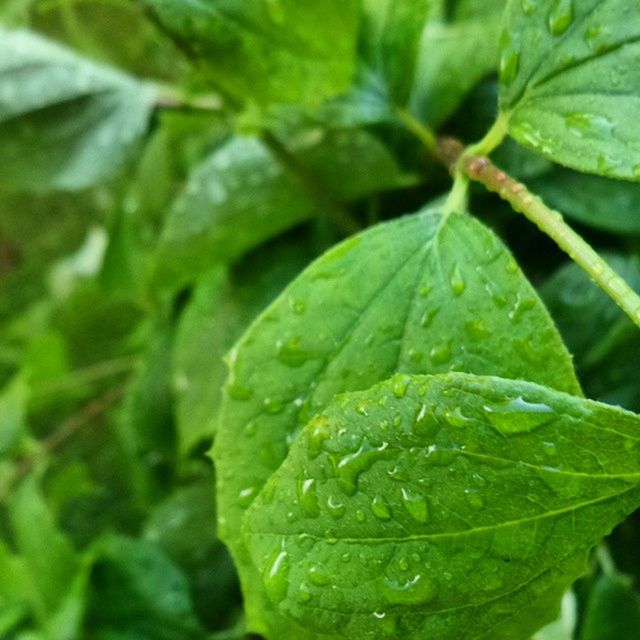 green color, leaf, drop, close-up, wet, growth, freshness, water, leaf vein, plant, nature, beauty in nature, green, leaves, selective focus, dew, focus on foreground, fragility, full frame, no people