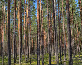 Pine trees in forest