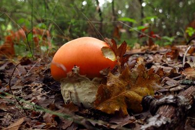 Close-up of orange mushroom growing on field during autumn