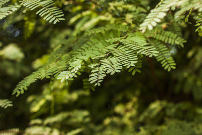 Close-up of fern leaves