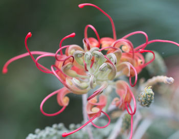 Close-up of pink rose flower