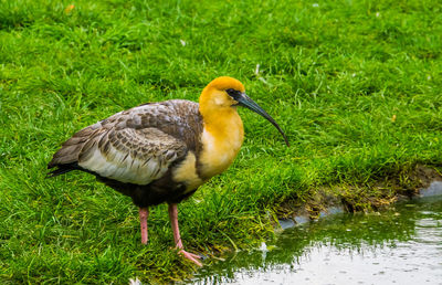 Bird perching on grass by lake