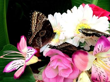 Close-up of flowers against blurred background