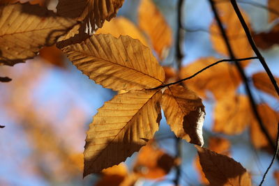 Close-up of dry leaves on branch against blurred background