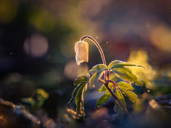 Beautiful white wood anemone flowers on a forest ground. shallow depth of field. 