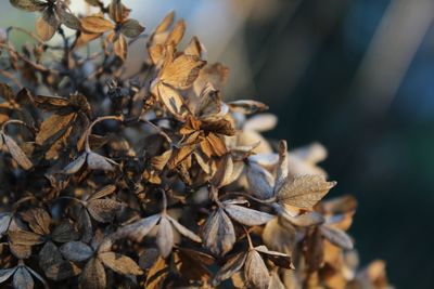 Close-up of dry leaves on plant