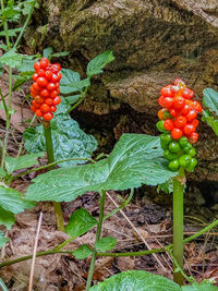 Close-up of cherries growing on field