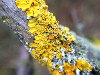 Close-up of yellow flower growing on tree trunk