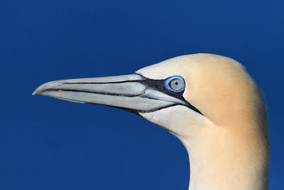 Close-up of bird against clear blue sky