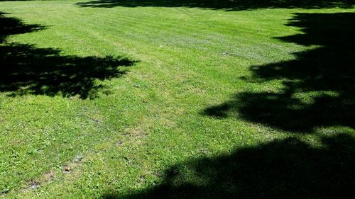 Shadow of grass on field