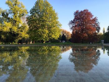 Reflection of trees in water