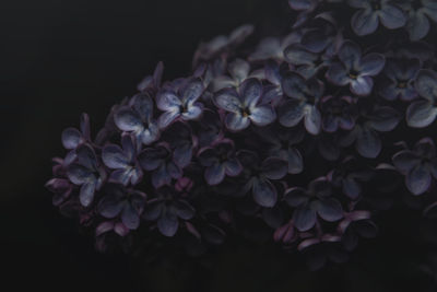 Close-up of purple flowers on black background