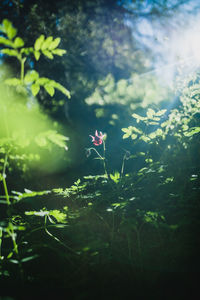 Close-up of fish swimming in sea