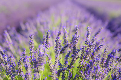 Close-up of purple flowering plants on field