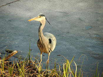 View of bird perching on lakeshore